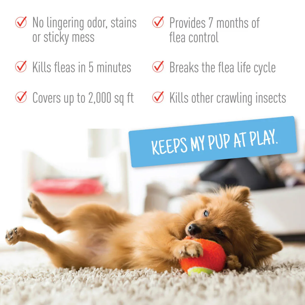 ADAMS PLUS FLEA & TICK CARPET SPRAY 16oz