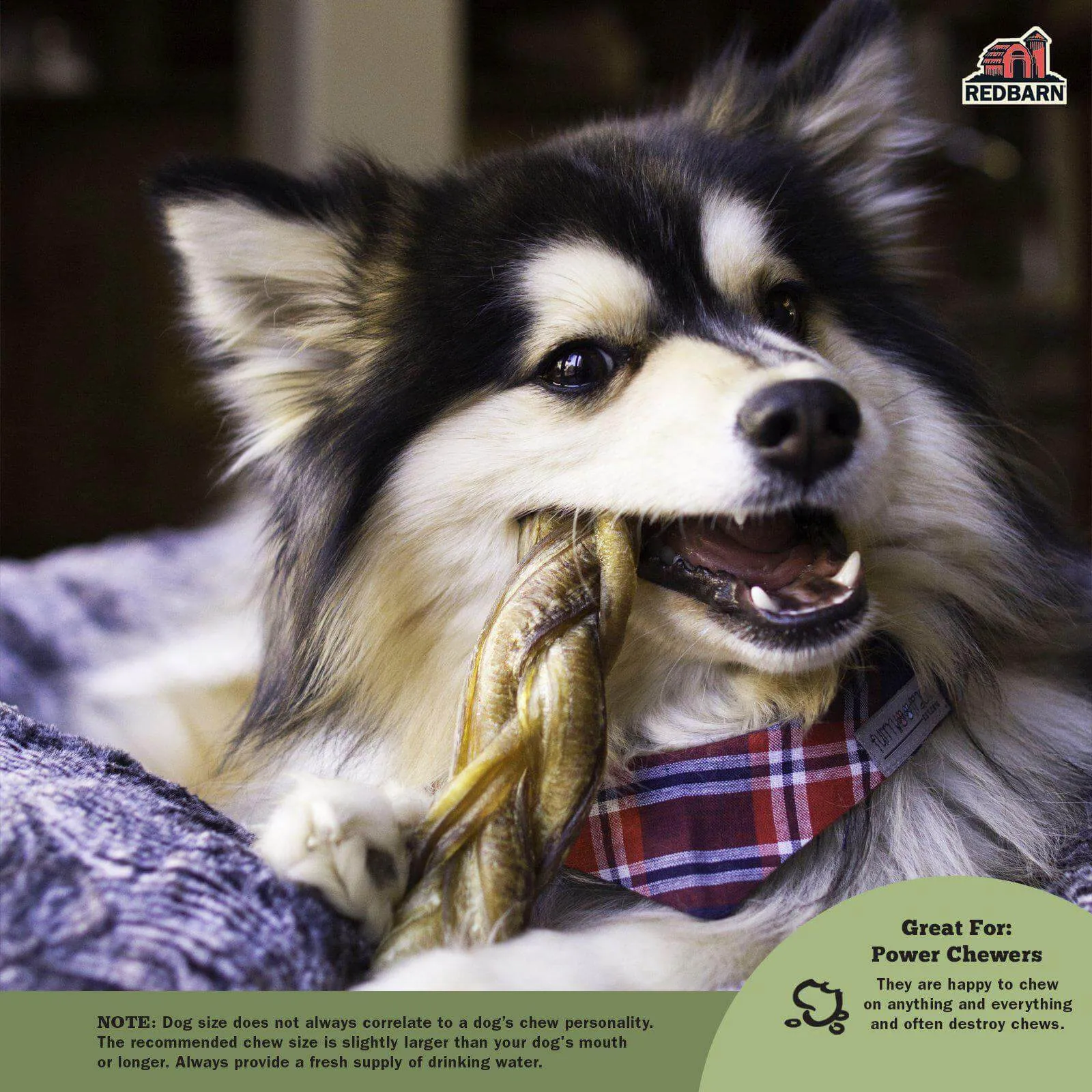 Braided Bully Stick Dog Chews - 7in - Single