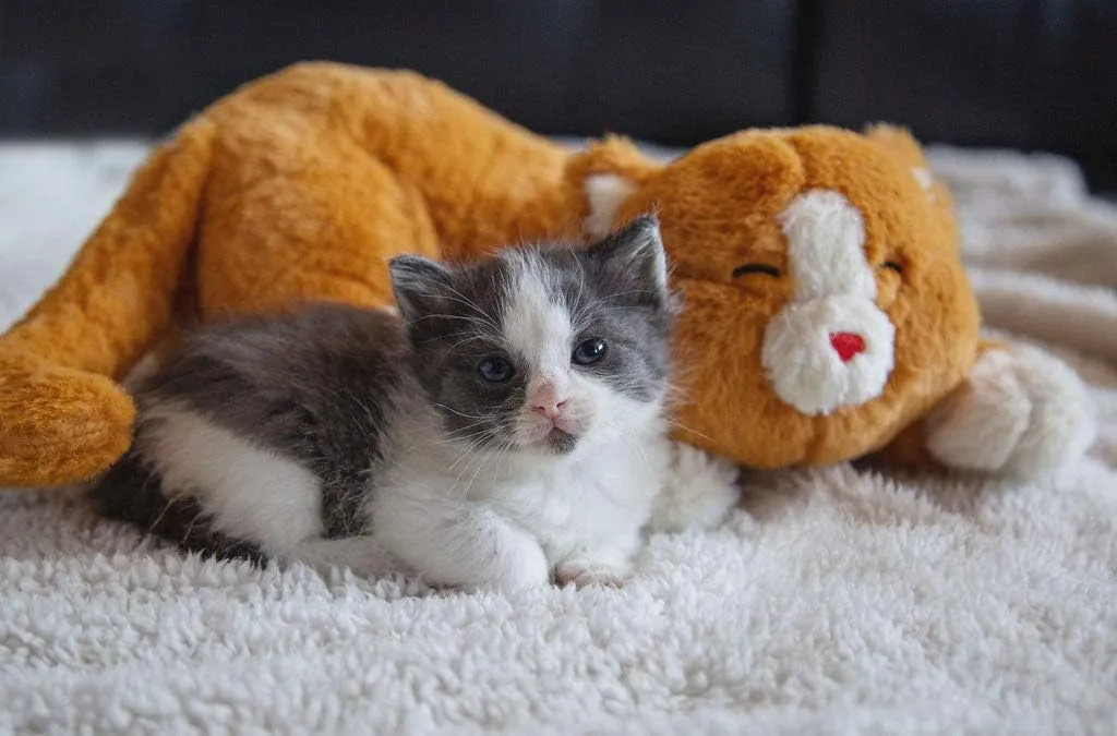 Cat Heartbeat Toys - Calming Separation Anxiety Relief Toys for Kittens - Heartbeat Simulator in a Soft Comforting Pillow Pet Plush