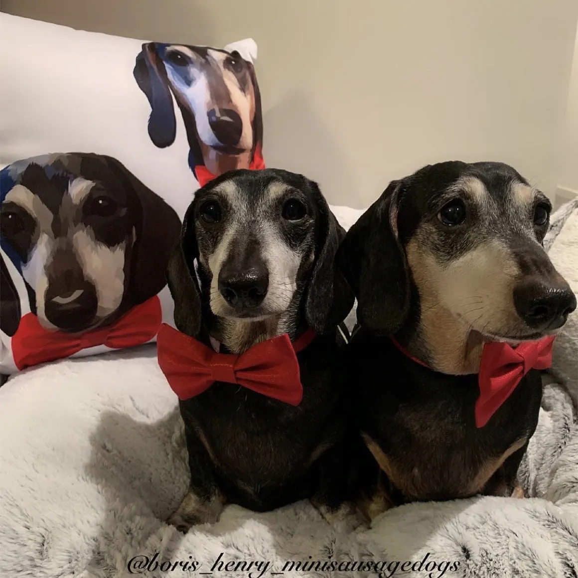 Custom Print Pet Pillow